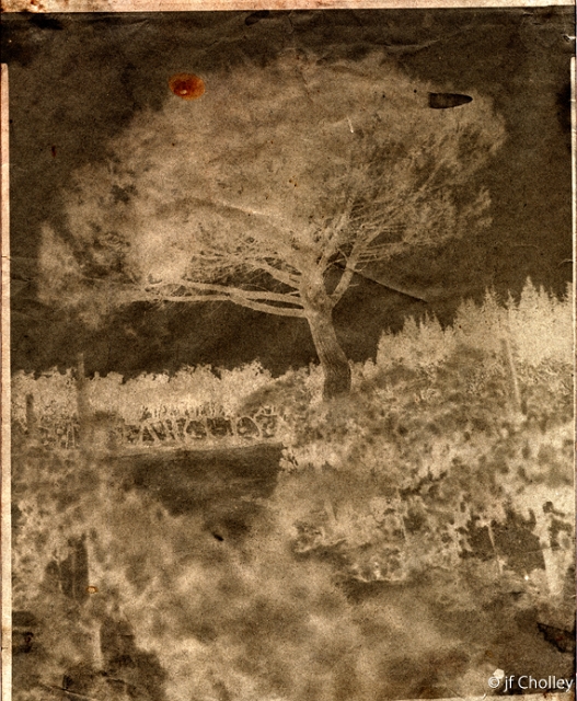 72Calotype 8X10 Arbre modif-1 copie.jpg - CALOTYPE- PAPIER CIRÉ